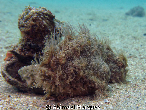 A couple of frogfish, note the female in front to give bi... by Abimael Márquez 